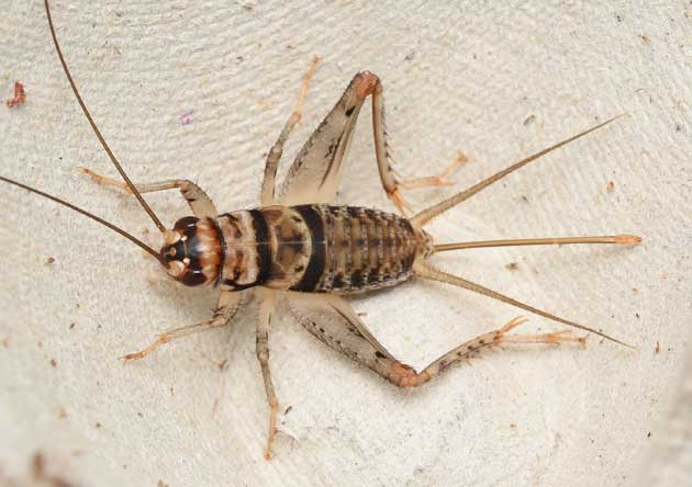 カマドコオロギのメスの成虫の写真