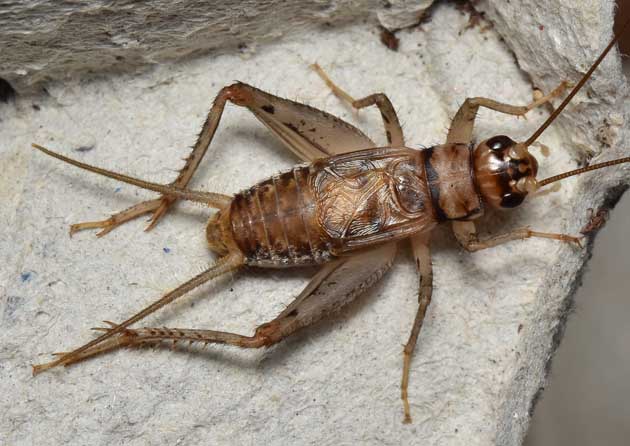 カマドコオロギのオス成虫の写真