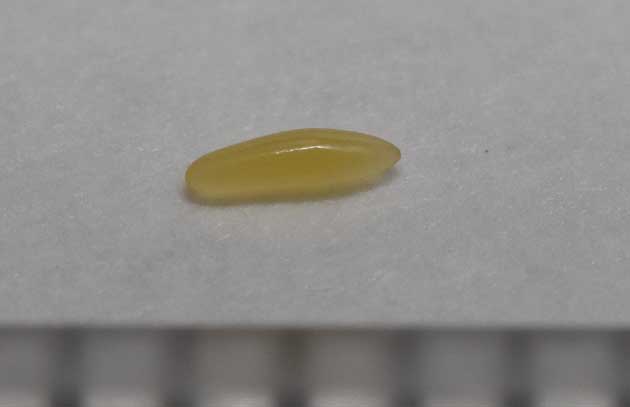 カマドコオロギの卵の写真