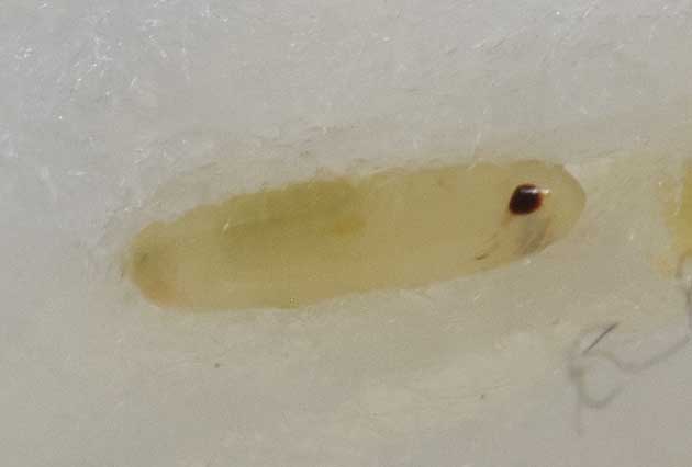 目になる部分がわかるカマドコオロギの卵の写真