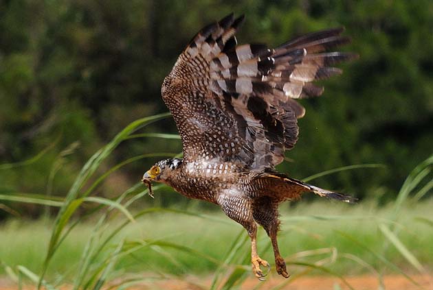 ムカデをくわえて飛ぶカンムリワシの写真