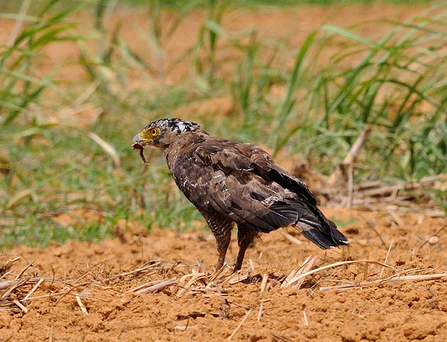 ムカデを捕まえたカンムリワシの写真