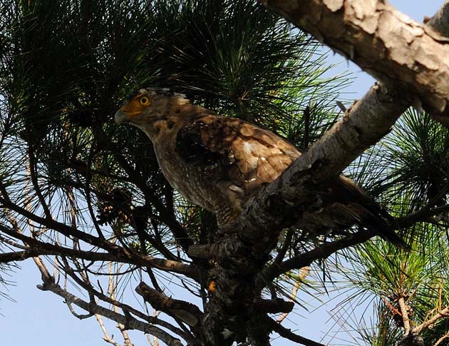 木にとまるカンムリワシの写真