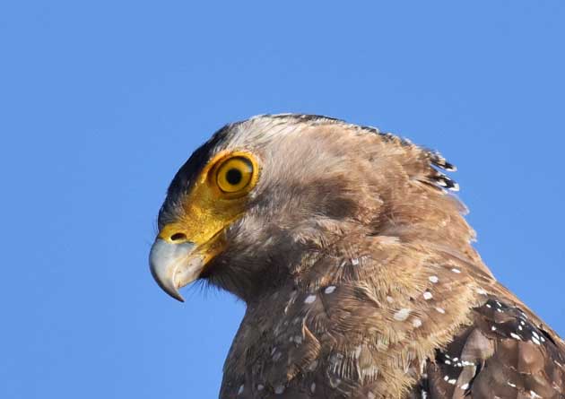 金城旅館近くの電柱にとまったカンムリワシの写真