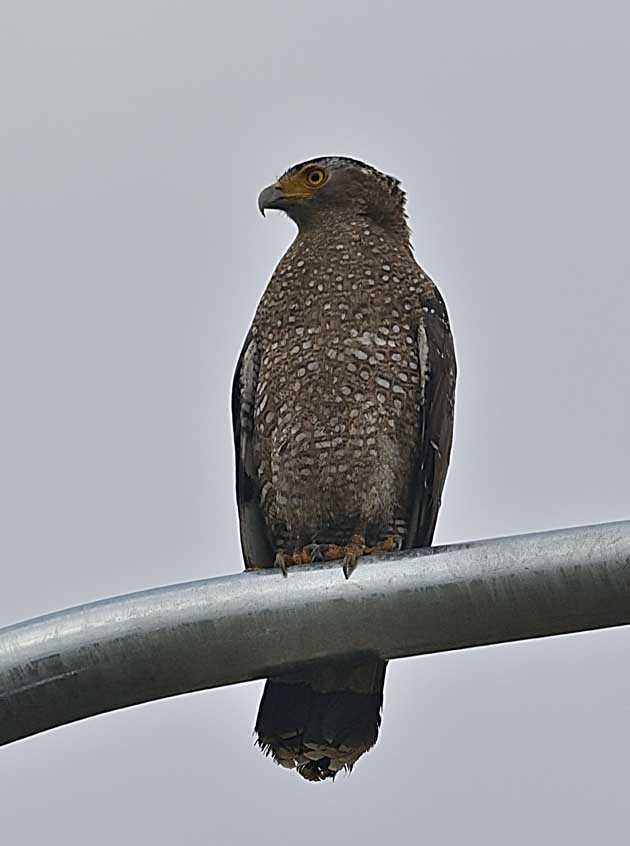 街灯にとまるカンムリワシの写真