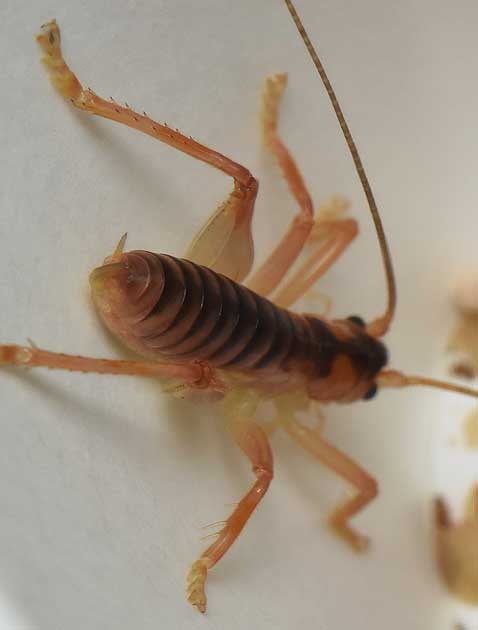 コバネコロギスの幼虫の写真