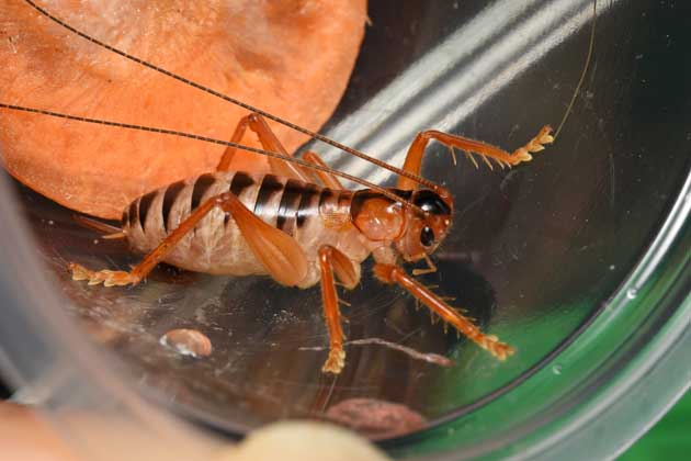 コバネコロギスの成虫の写真