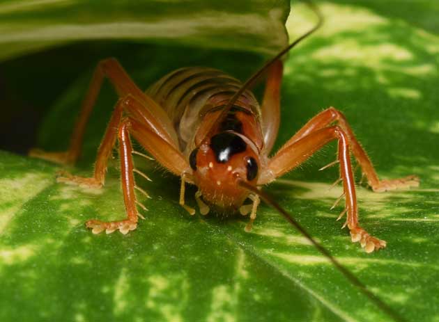 コバネコロギスのメスの成虫の写真
