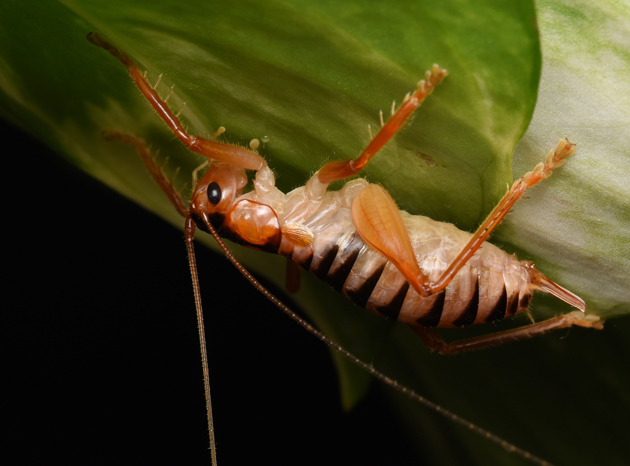 コバネコロギスのメスセス中の写真