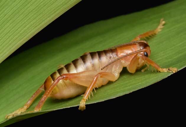 コバネコロギスのオス亜成虫の写真
