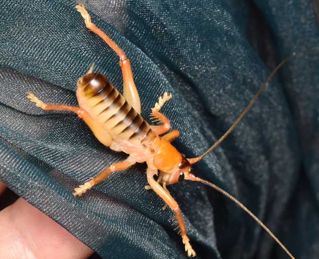 コバネコロギスのオスの成虫の写真