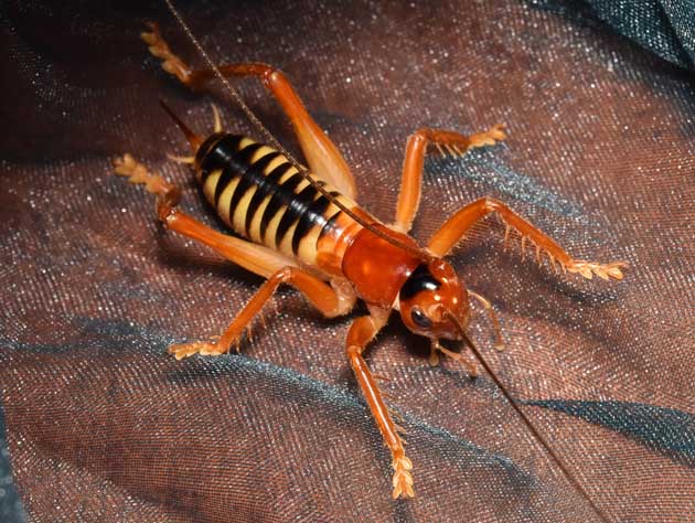 コバネコロギスのメス成虫の写真