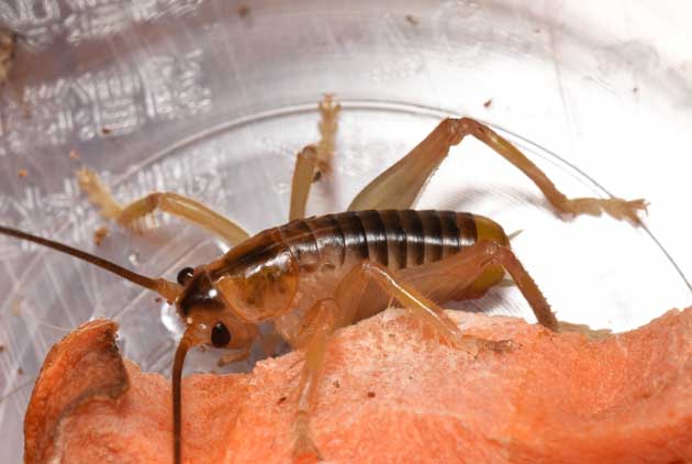 コバネコロギス(西表島産)中齢幼虫の写真