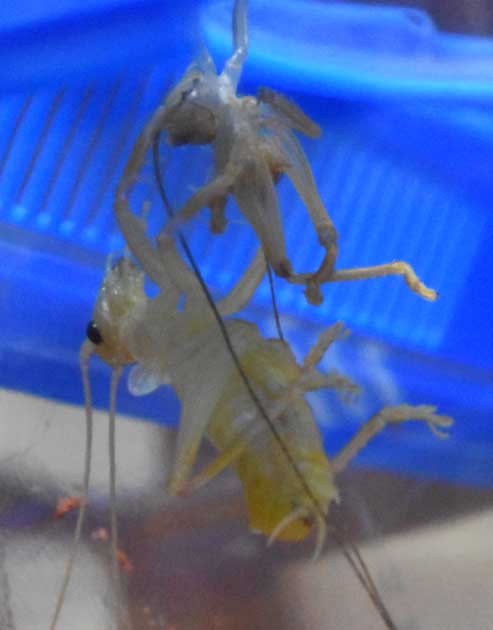 コバネコロギスの羽化の写真