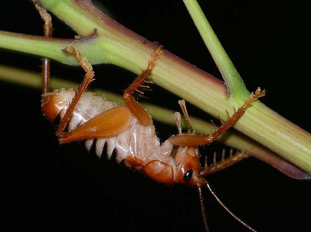 コバネコロギスのオス成虫の写真