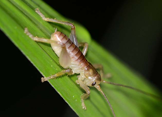コバネコロギス若齢幼虫の写真