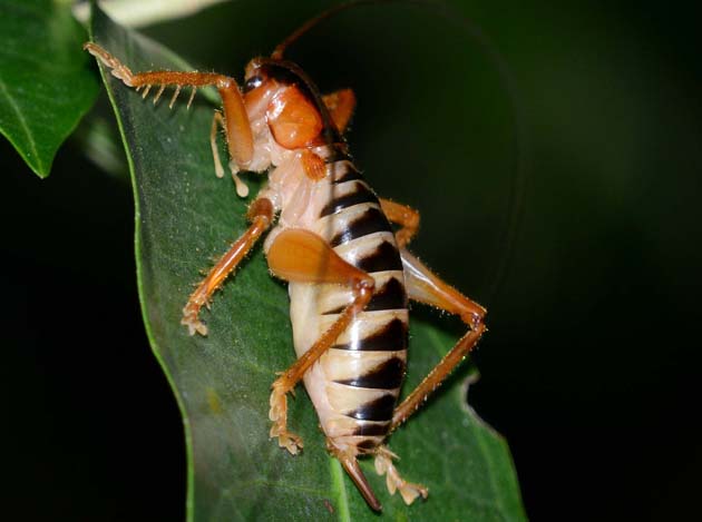 コバネコロギスのメスの成虫の写真