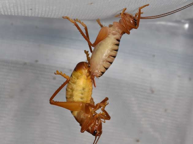 コバネコロギスの交尾の写真