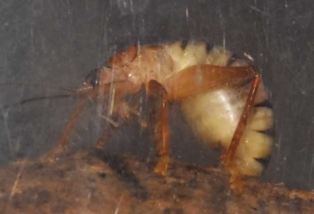 コバネコロギスの産卵の写真