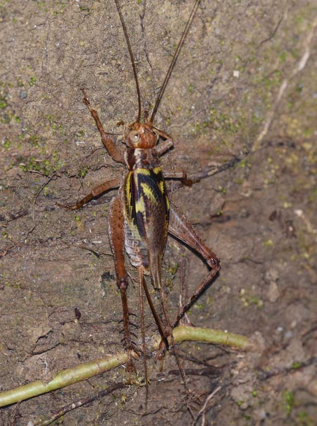 マダラコオロギのメス成虫の写真