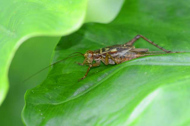 葉の間で休むマダラコオロギの写真