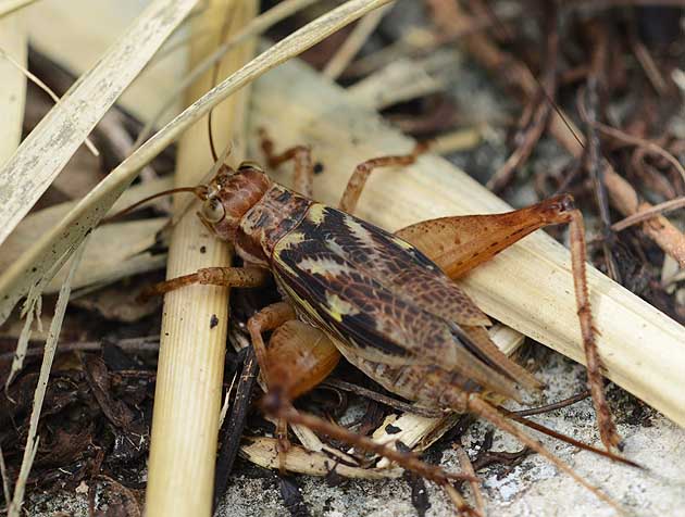 早朝のマダラコオロギのメスの写真