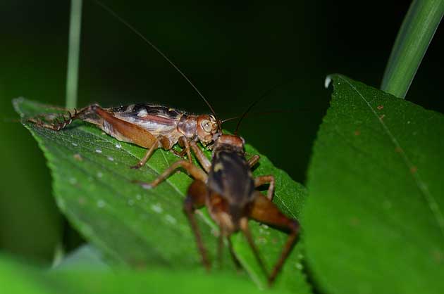 マダラコオロギのオスとメスの写真
