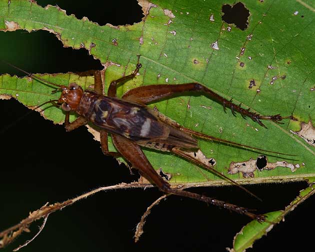 マダラコオロギのオス成虫の写真