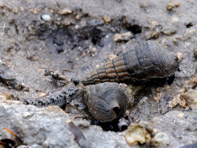 キバウミニナとミナミトビハゼ