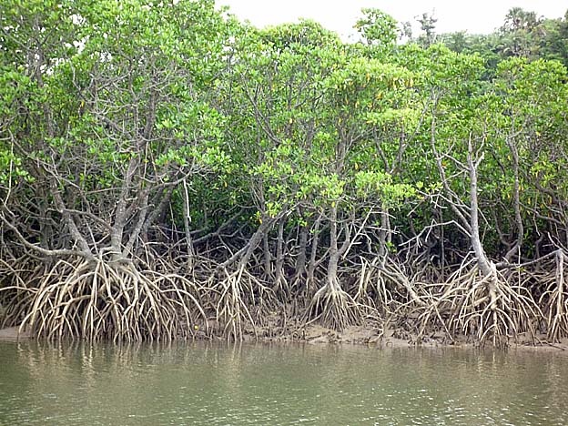 ヤエヤマヒルギの写真