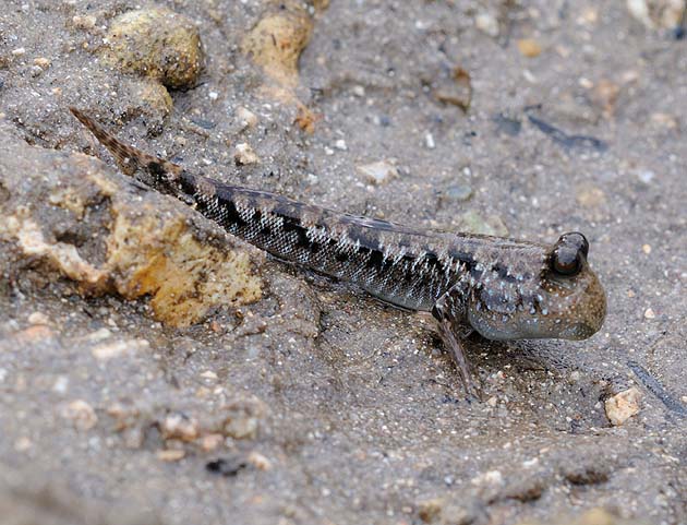 ミナミトビハゼの写真