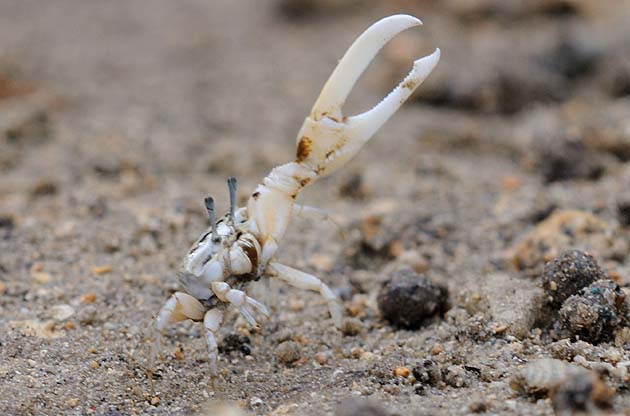 はさみを振るオキナワハクセンシオマネキ