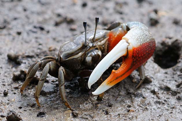 ヒメシオマネキ…？