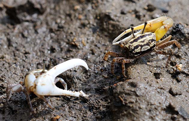 争うオキナワハクセンシオマネキ