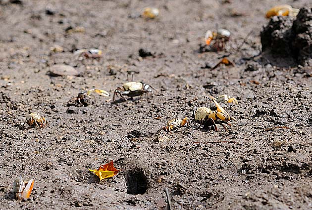 シオマネキたち