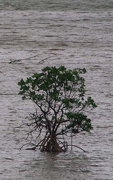 ヤエヤマヒルギ