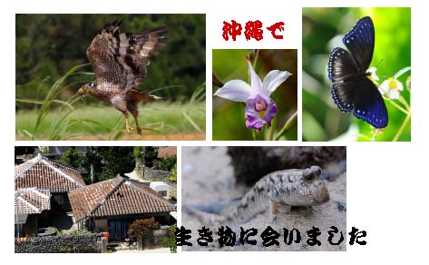 沖縄・八重山で生き物に会いました