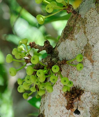 ギンランイヌビワの実