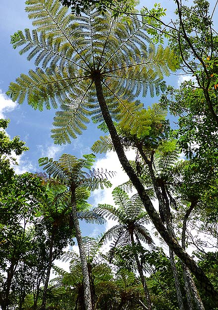 ヒカゲヘゴの写真