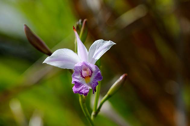ナリヤランの花
