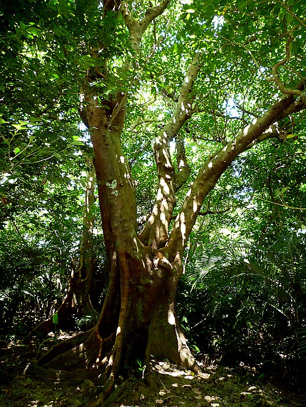 ギンランイヌビワの写真