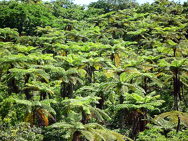 ヒカゲヘゴの群落