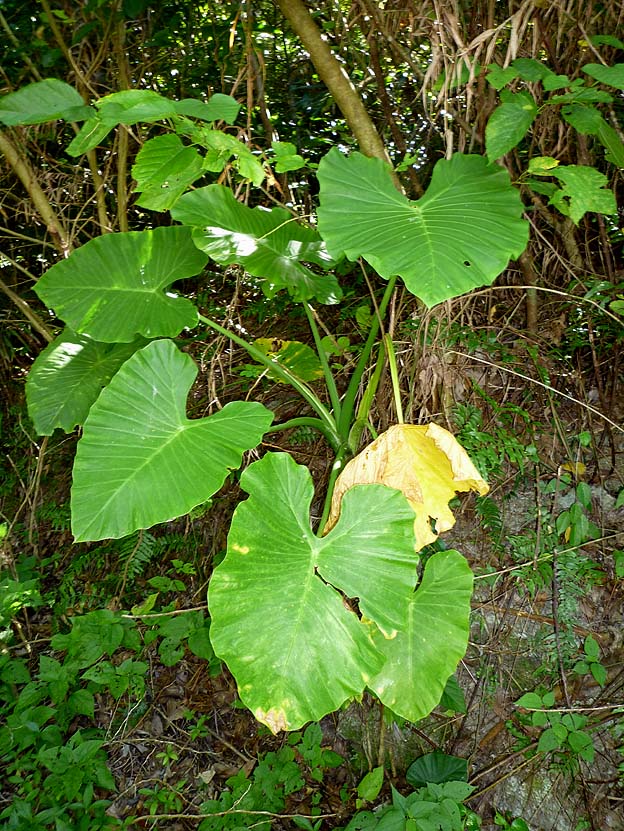 よく見かけるクワズイモ