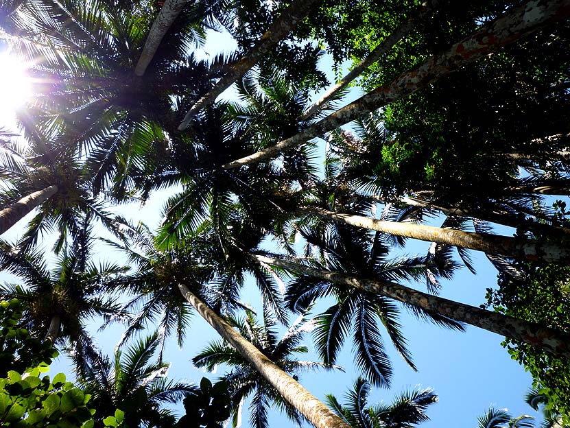 ヤエヤマヤシの群落