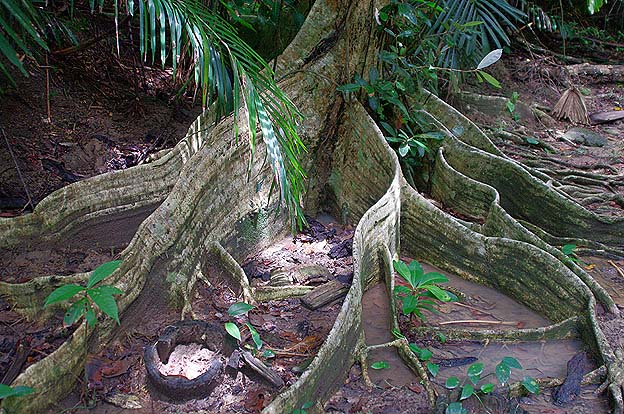 サキシマスオウの板根