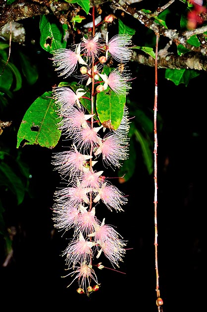 西表島のハイビスカス