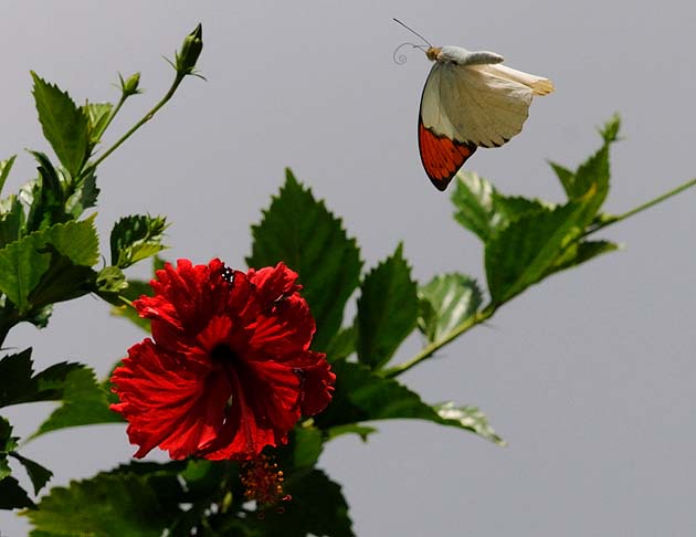 ハイビスカスとツマベニチョウ