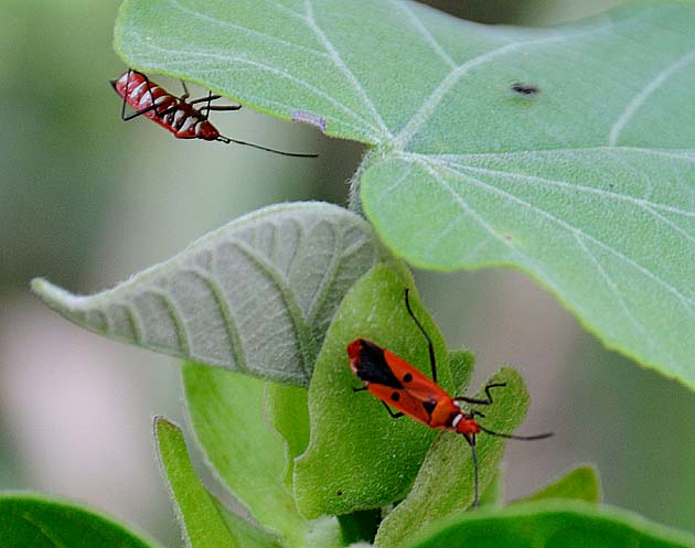 アカホシカメムシの写真