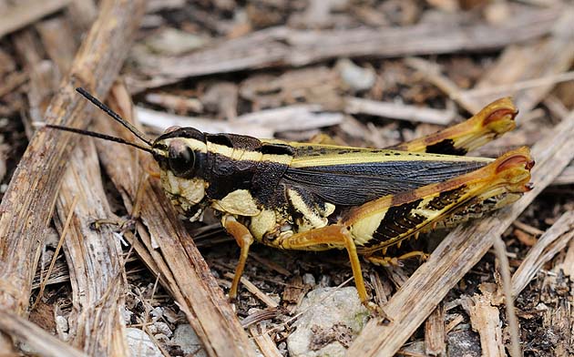イシガキモリバッタの写真
