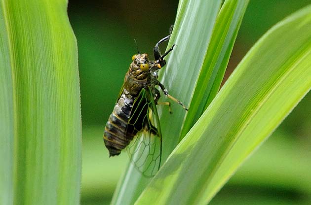 イワサキクサゼミの写真